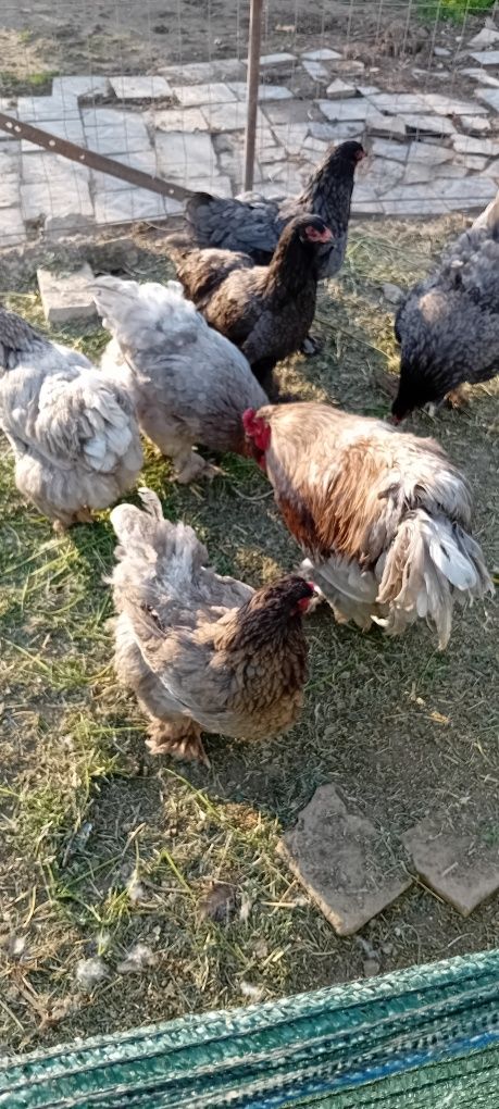 De vânzare familie brahma gri 6 găini și un cocoș