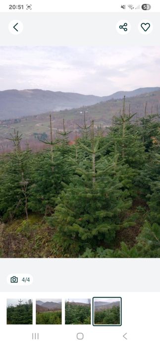 Vând brazi de Crăciun sau replantat!