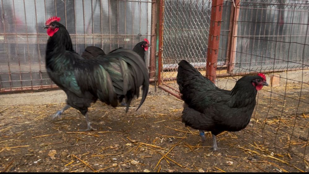 Oua incubat Australorp negru