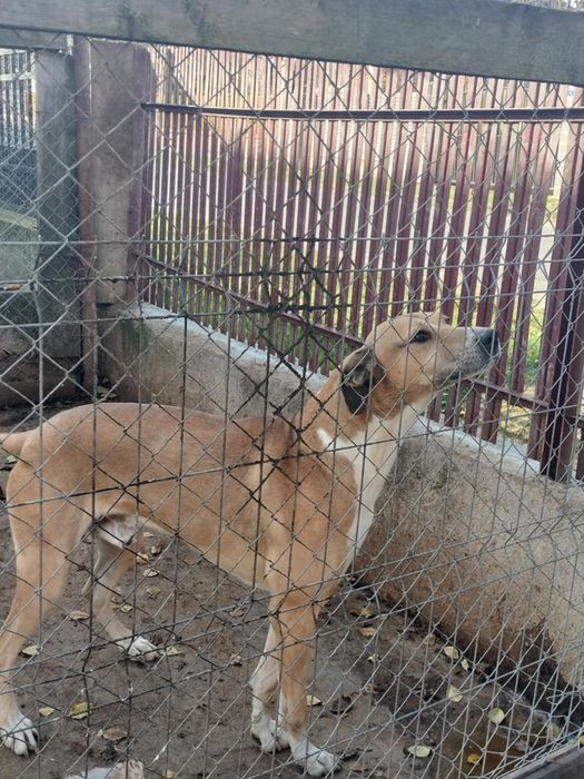 Donez caine Metis cu certificat.