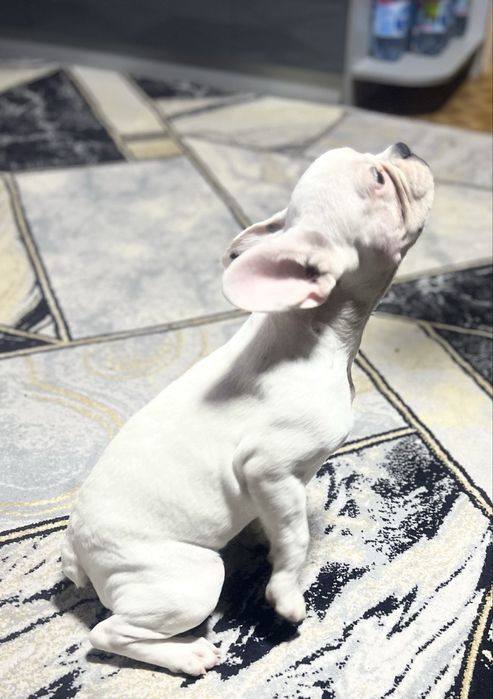 Продаётся девочка французуого бульдога