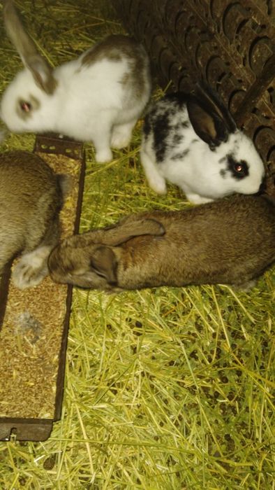 Quyon bolalari sotiladi