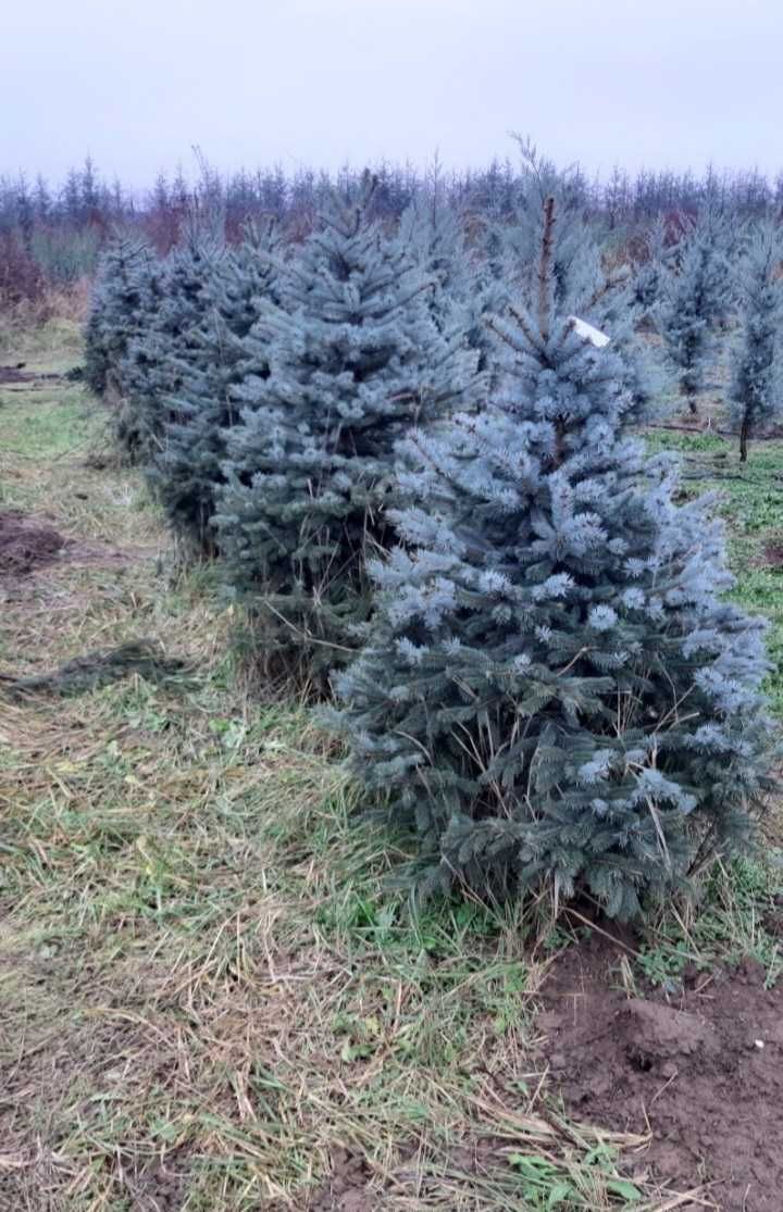 Plante ornamentale pentru un decor natural și durabil!