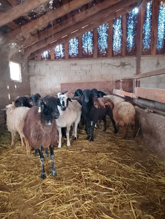 Продам Баранов выбер большой