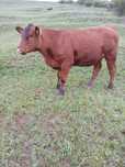 Vitele angus 2024