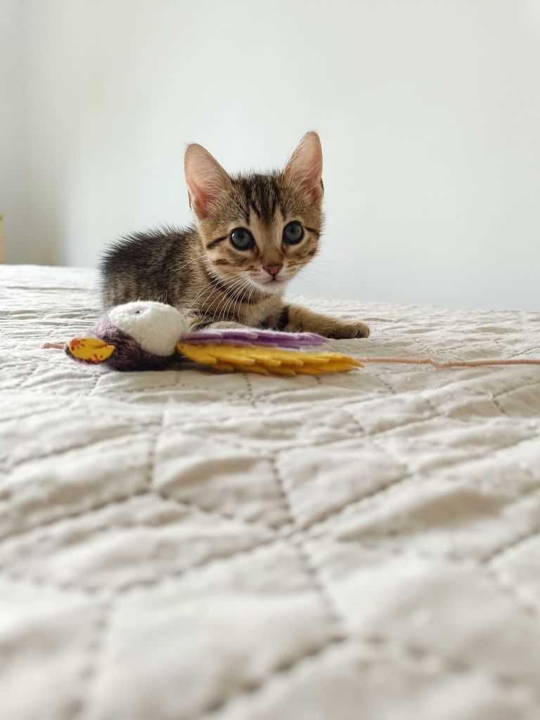 Pisicul Hendrix te va cuceri instant. Adoptă-l!