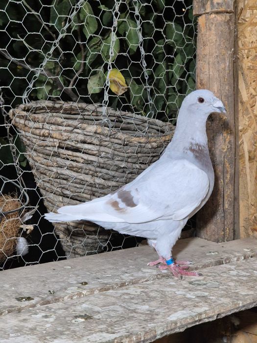 Porumbei de vânzare