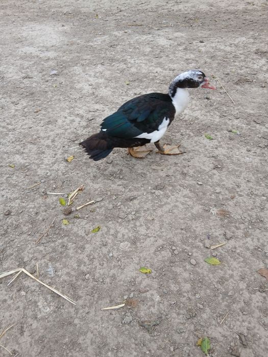 Vand rate mute din primavara