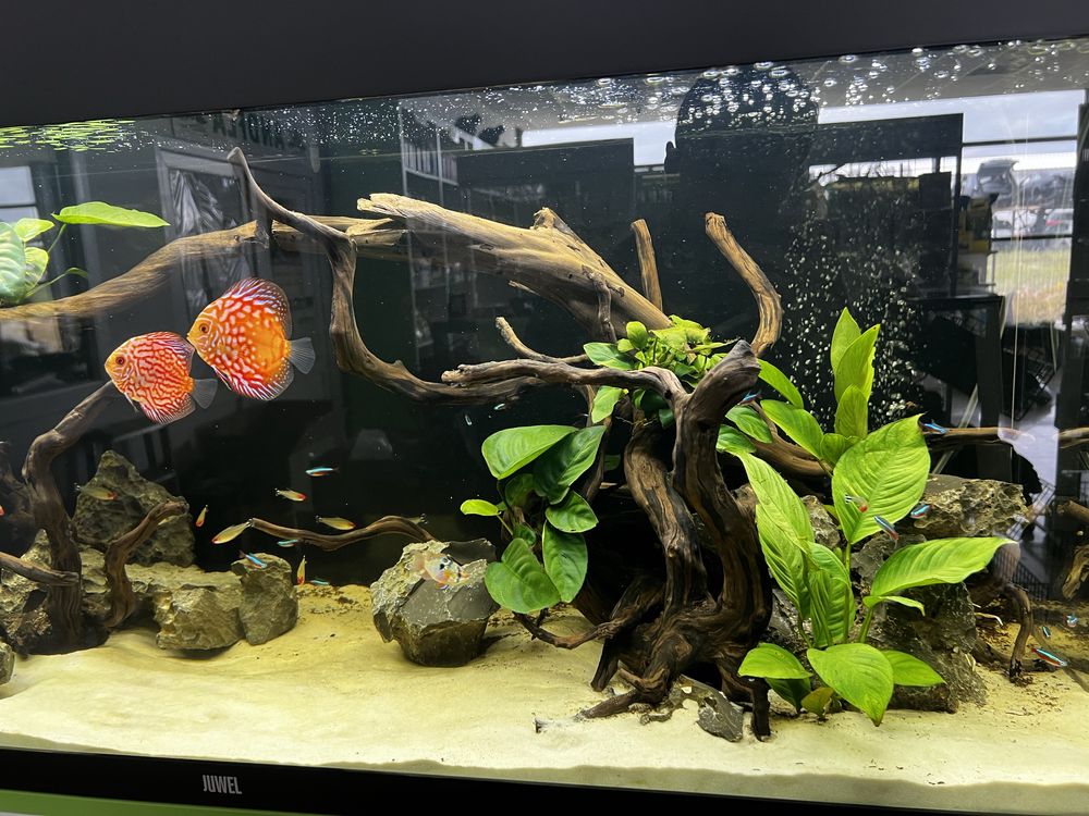 Acvariu juwel rio 240 litri 240l cu discus, neoni, ramirez, rummy