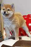 Shiba Inu de vanzare roscat,fizic deosebit/transport