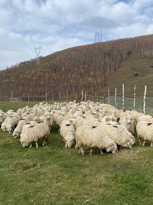 Oi disponibile 100 bucati !