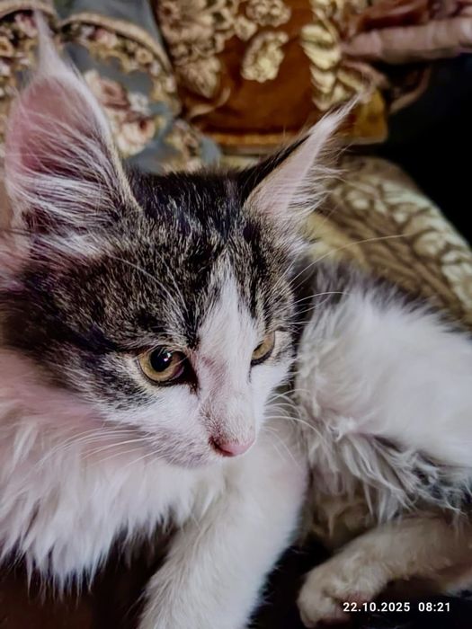 Котятки в хорошие руки