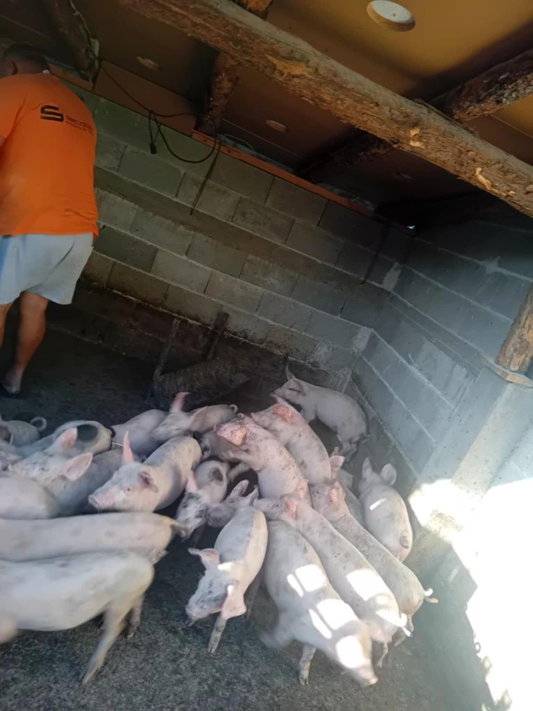 Малки прасенца Бяла българка
