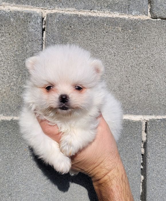 Померан-мини шпиц !!!