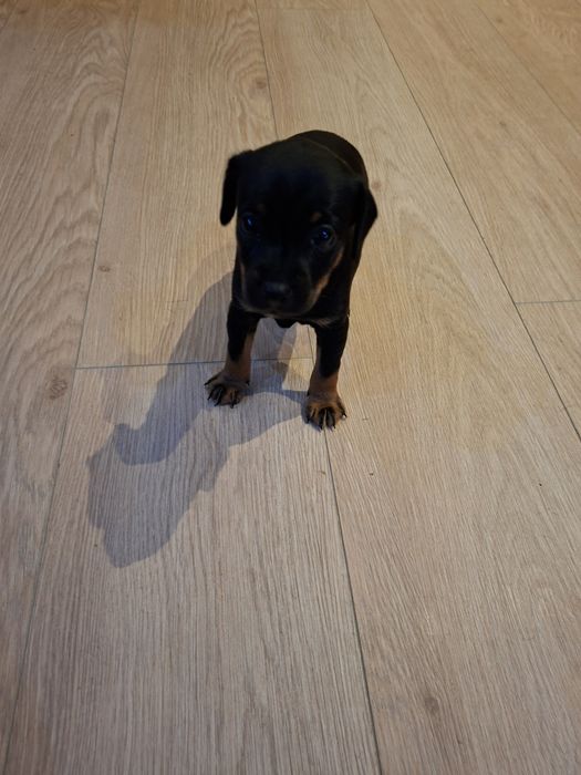 ДВА ПИНЧЕРА. Мъжки и една женска