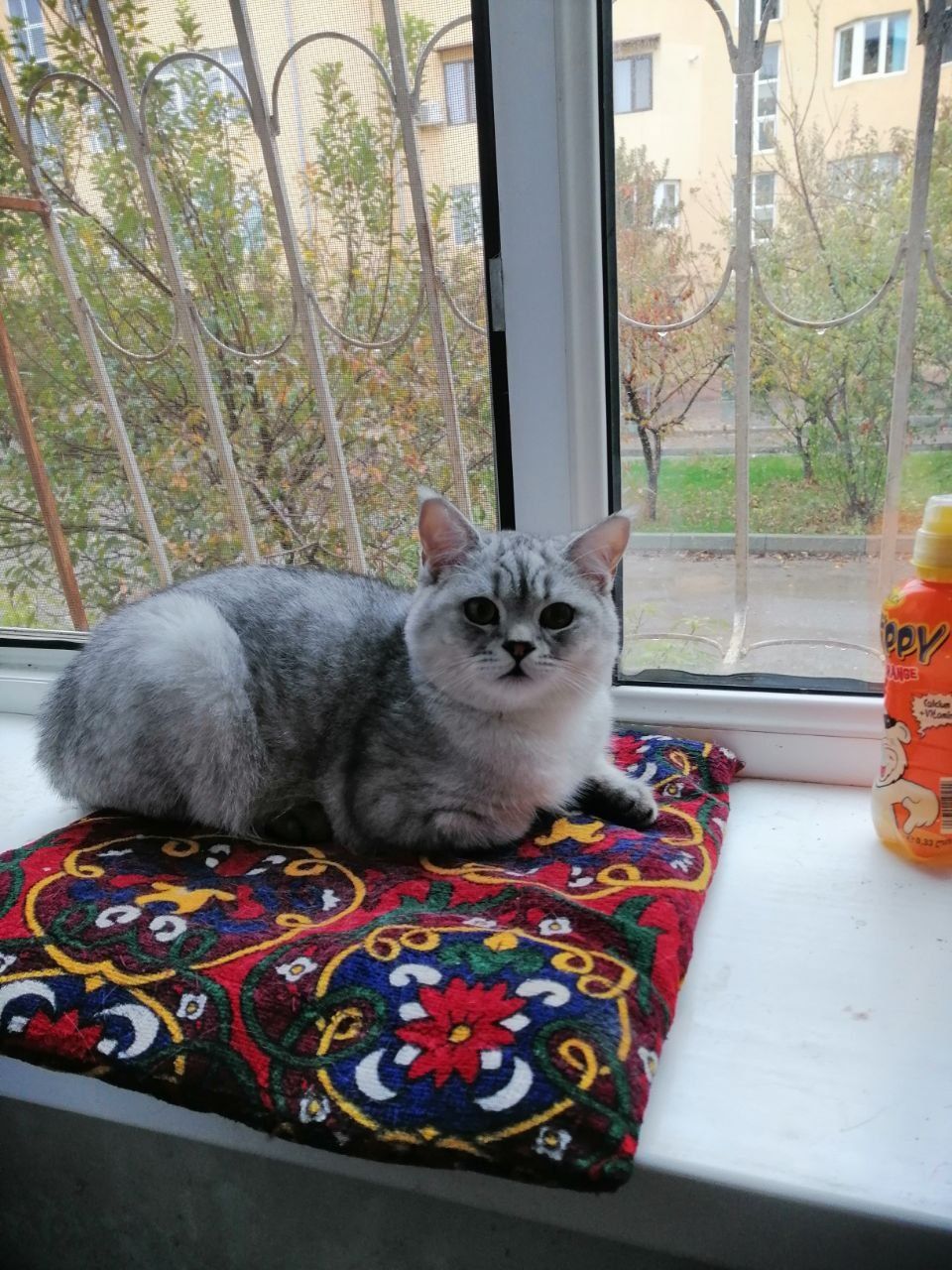 Mushuk yo'qoldi, britanskiy serebristiy shinshilla, topganga sovrrini