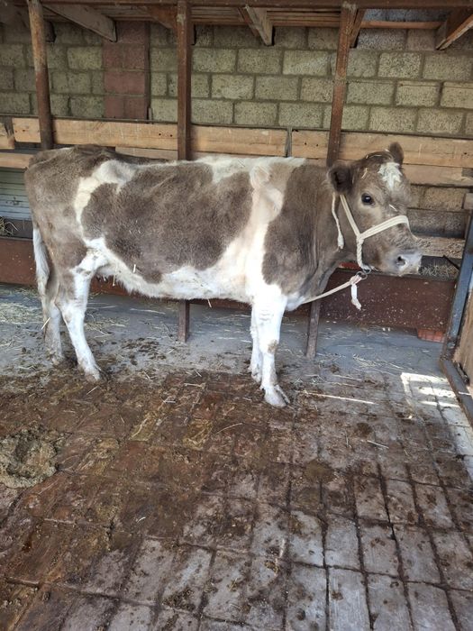 Животные, сельхоз животные, коровы и быки . Продаю корову  стельную,