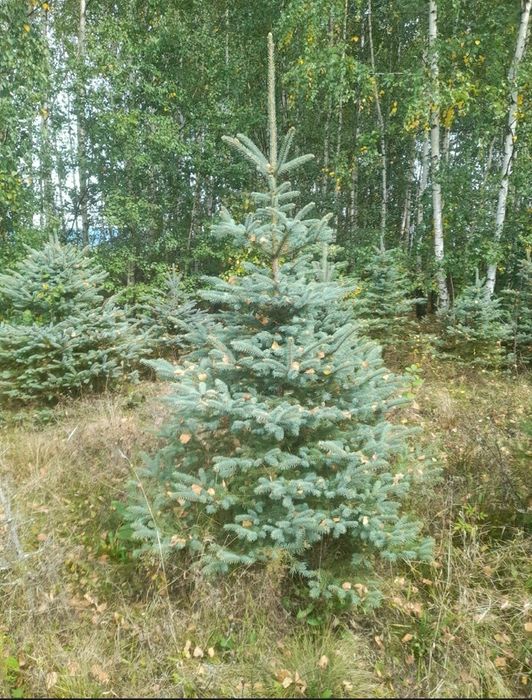 Brazi argintii transport