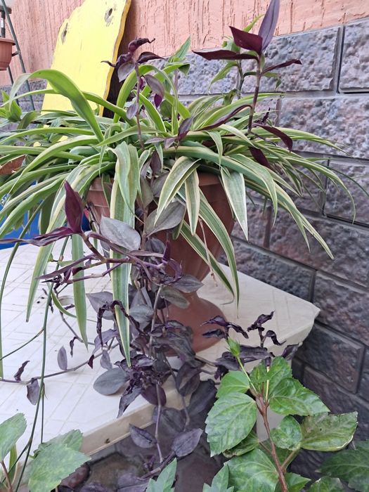 Продам комнатные цветы