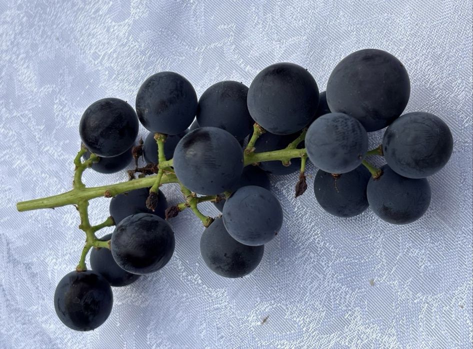 Struguri Izabela 3,5 lei/kg locatia Jelna