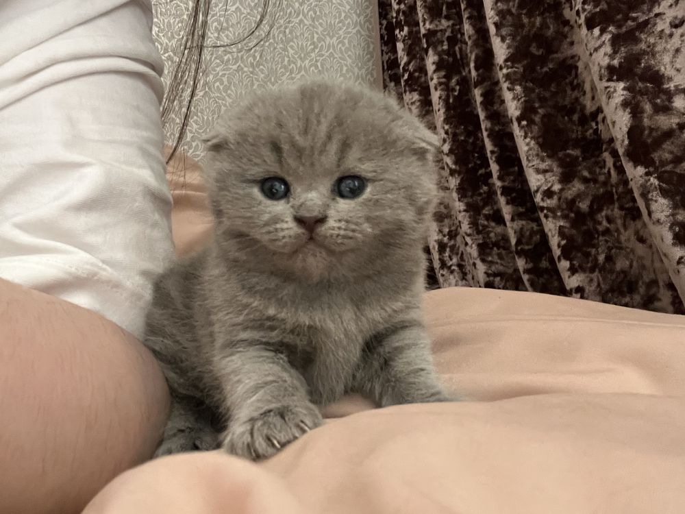 Котеноки шотланские