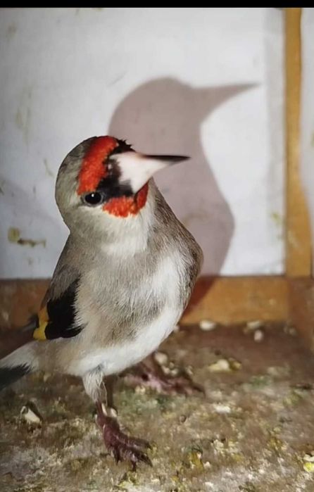 Щеглы сероголовые самцы.