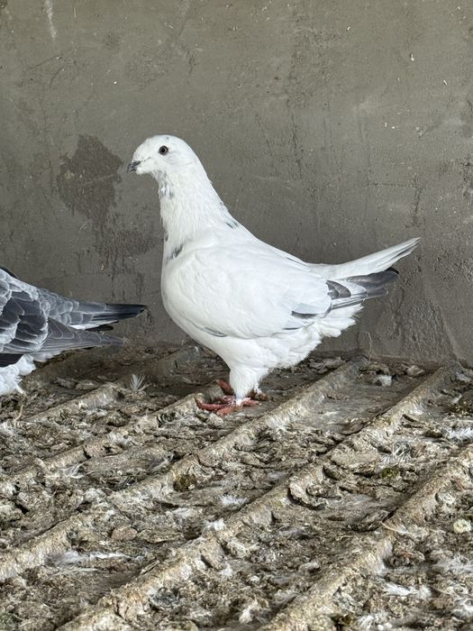 Porumbei standard 2025