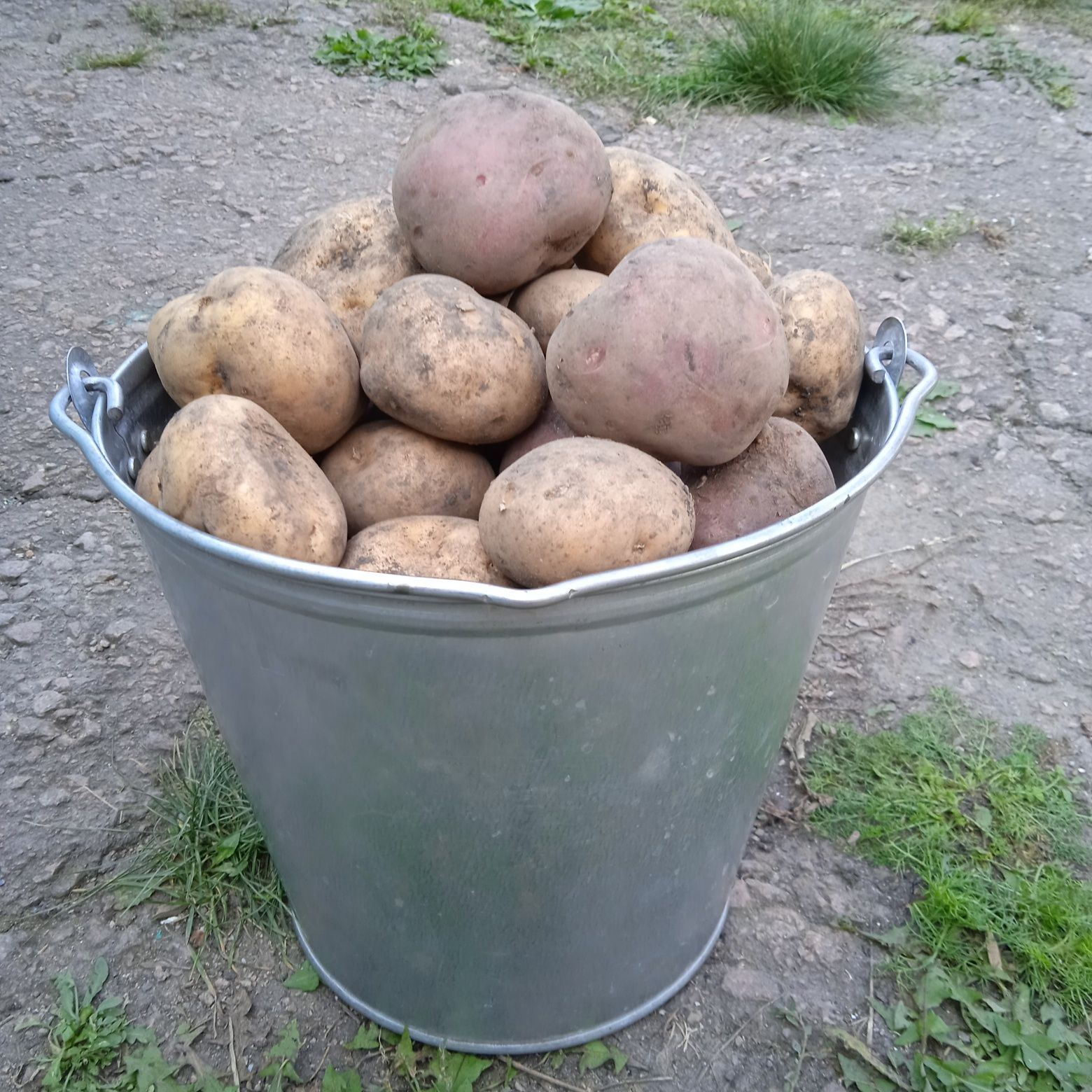 Продам картошку,новый урожай!