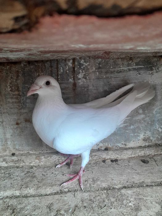 O pereche de porumbei voiajori