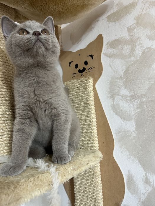 British shorthair baietel lilac