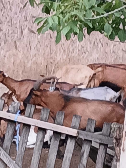 Vand țapi alpina franceza