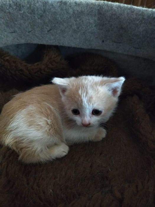 Котенок в добрые руки