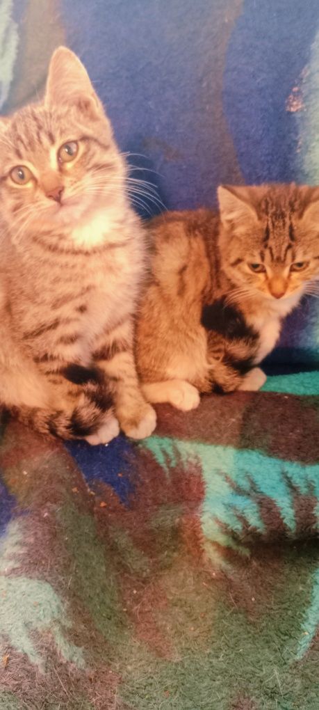 Ищем дом.Для котят .