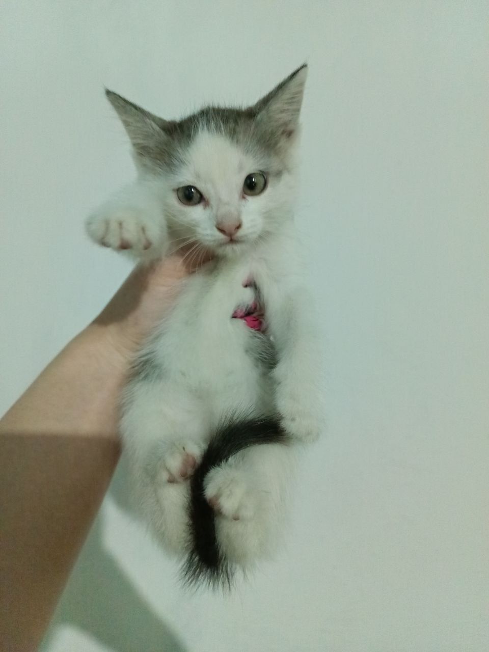 отдам котенка девочку в хорошие руки