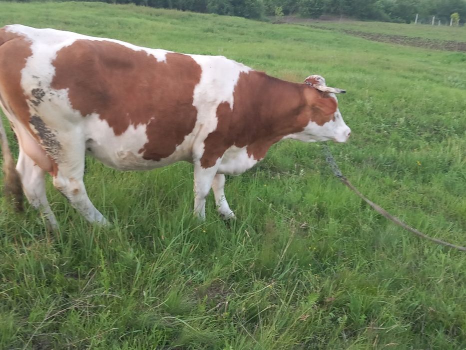 Vacă bălțată  5  ani