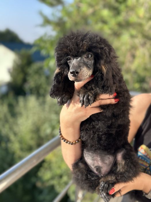 Щенки пуделя. Фантом.