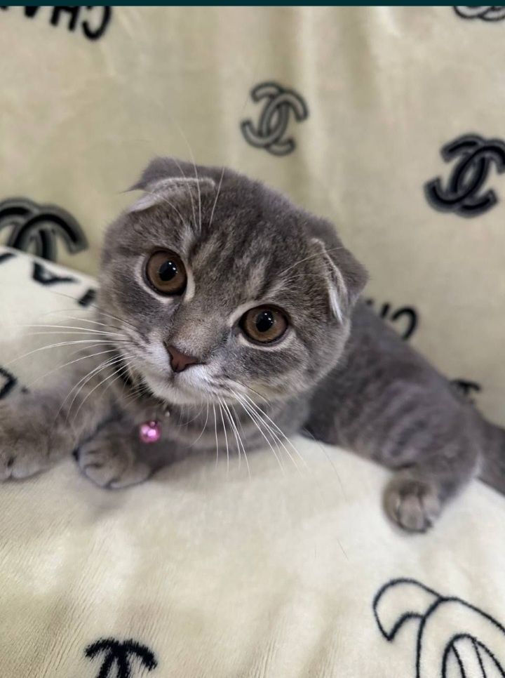 Scotish fold скотиш фолд
