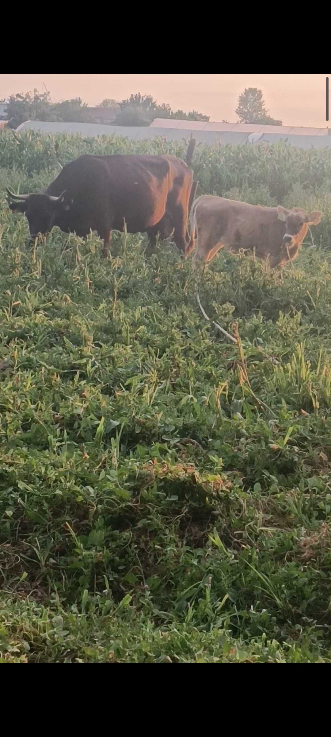 De vânzare vaca cu vițea de 2 luni