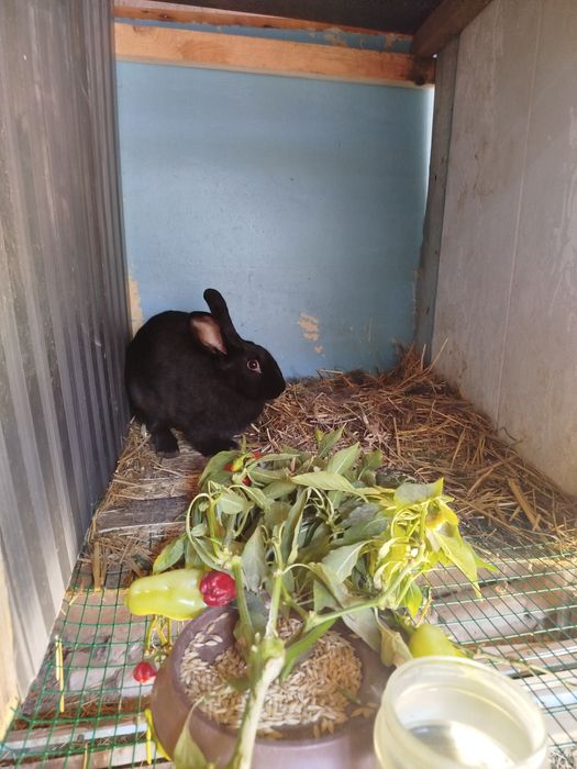 Кролики Quyon sotiladi