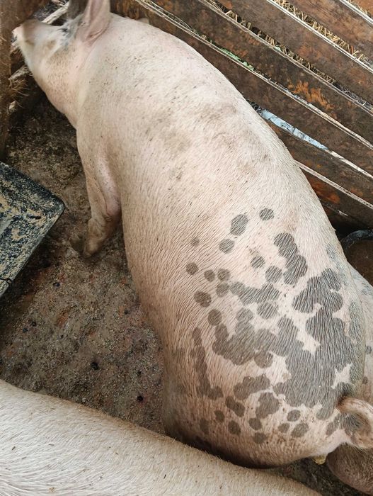 Прасета мъжки скопени