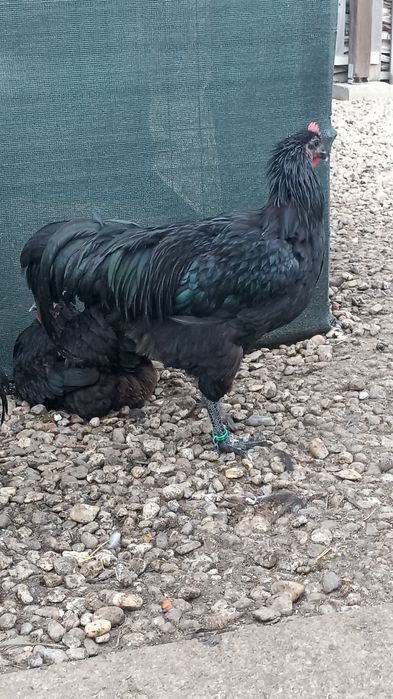 Vand  cocosi australorp