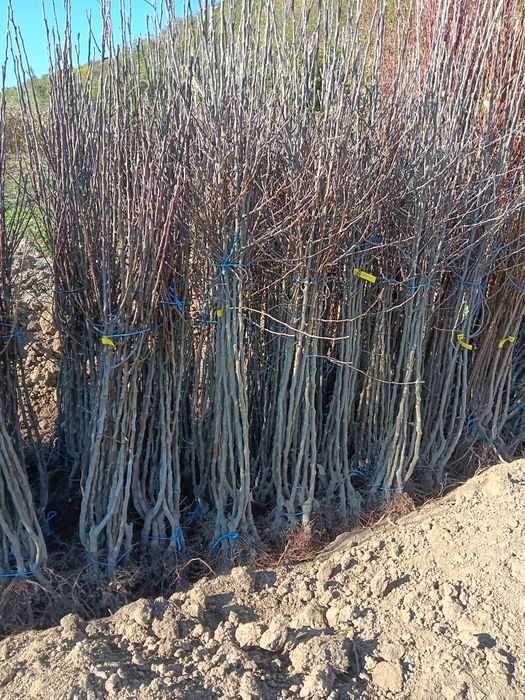 Pomi fructiferi de vânzare!