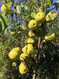 Gutui columnar Auri la ghiveci