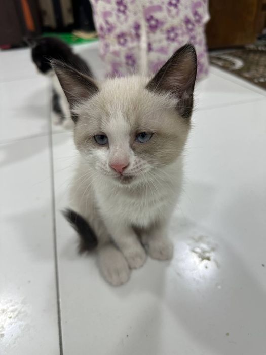 Продаётся котята