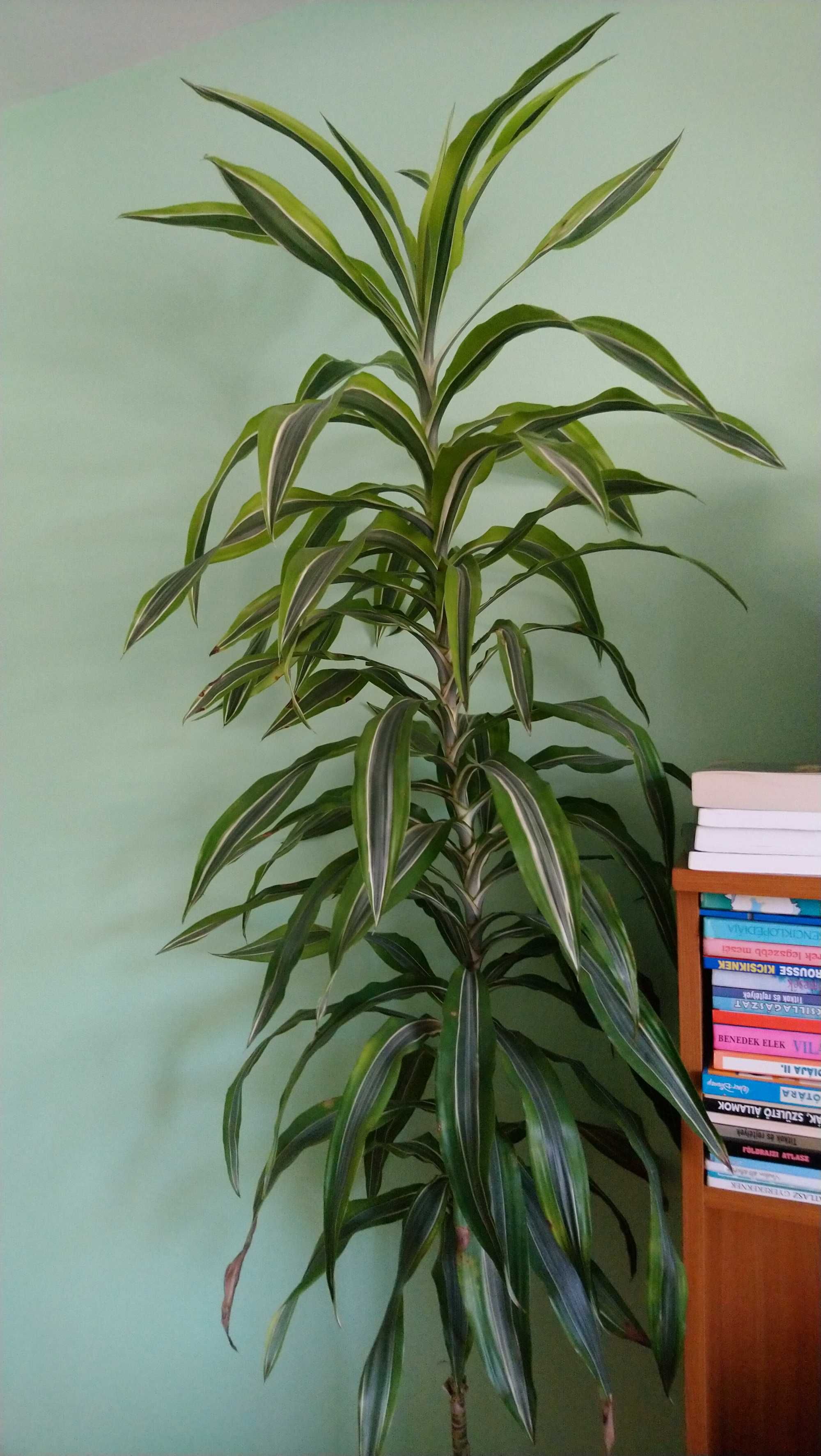 Dracaena lemon lime in ghiveci  220 cm