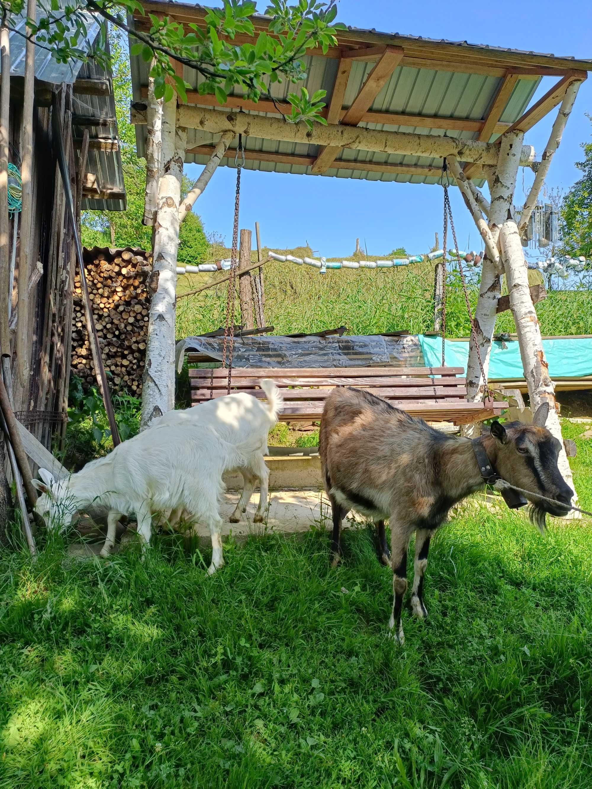 Vând capră cu 2 ieduțe