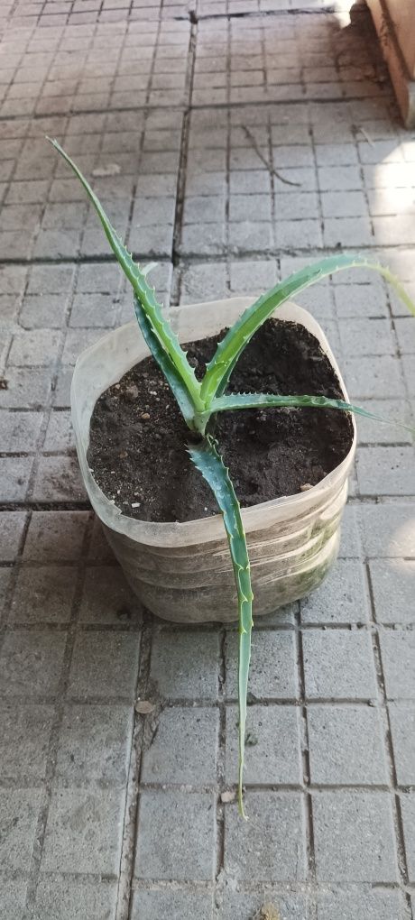 Продавам рози,алое,розмарин,салвия,евонимус,чашкодрян,чемшир
