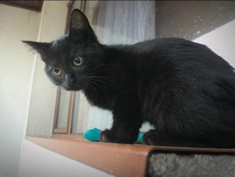 Три малки котенца търсят любящ дом – на 3 месеца