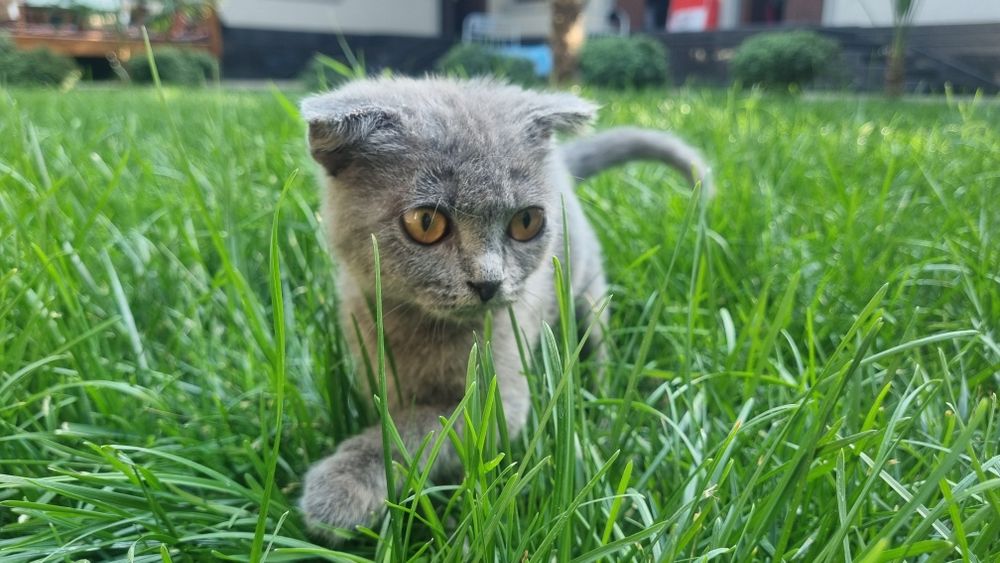 Skottish fold juda chiroyli