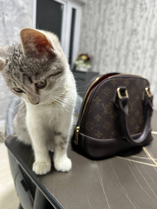 Котенок в добрые руки